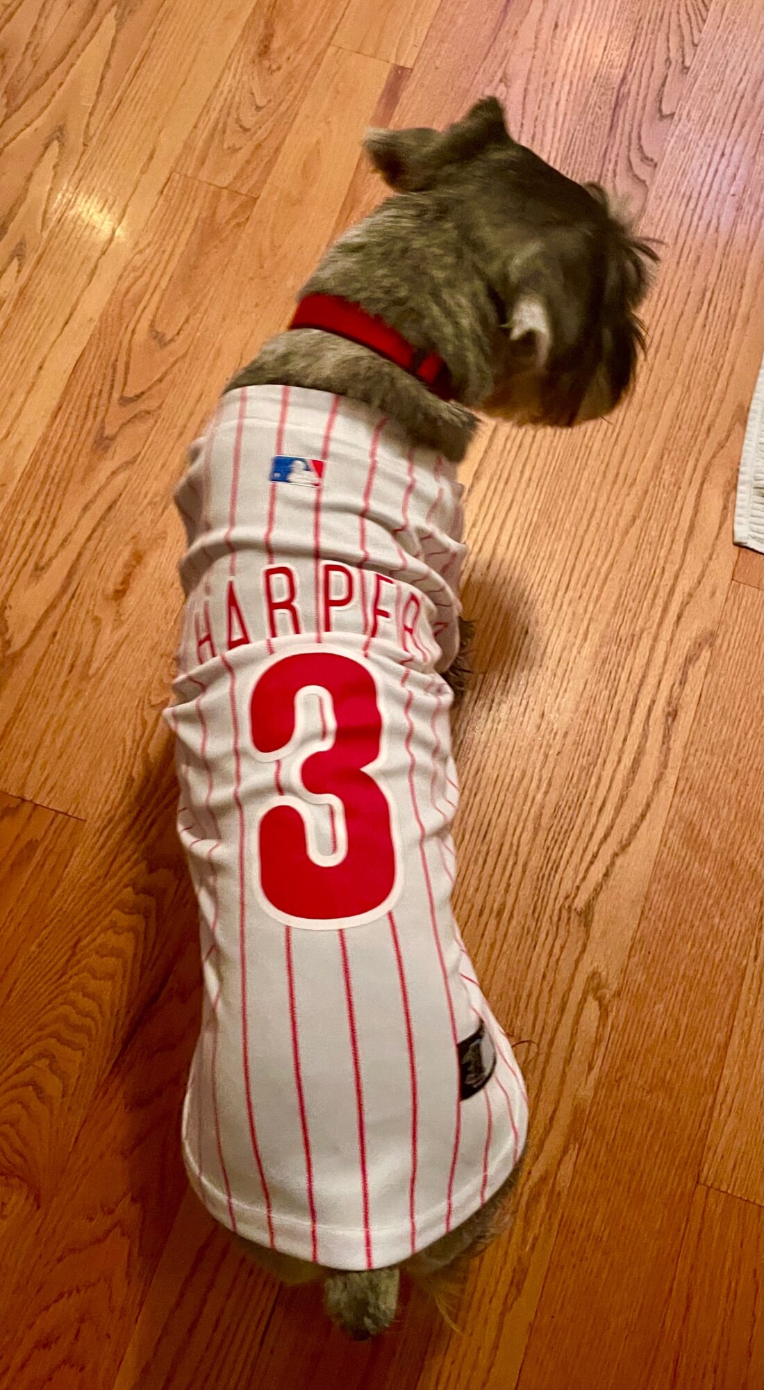Dog wearing a baseball jersey with the number 3 and the name Harper, standing on a wooden floor.