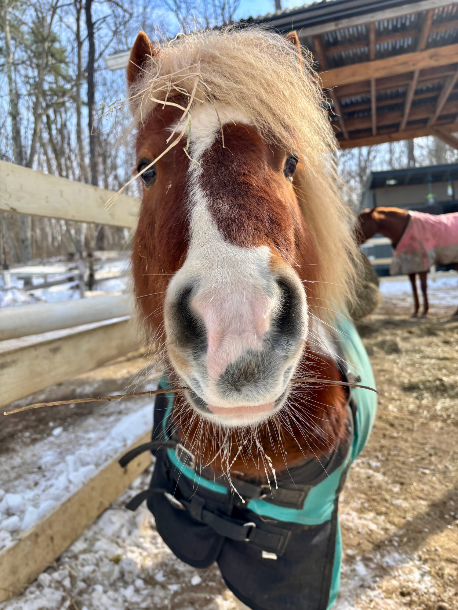 Close-up of a horse's face with a white stripe, wearing a green blanket, outdoors in a snowy area.