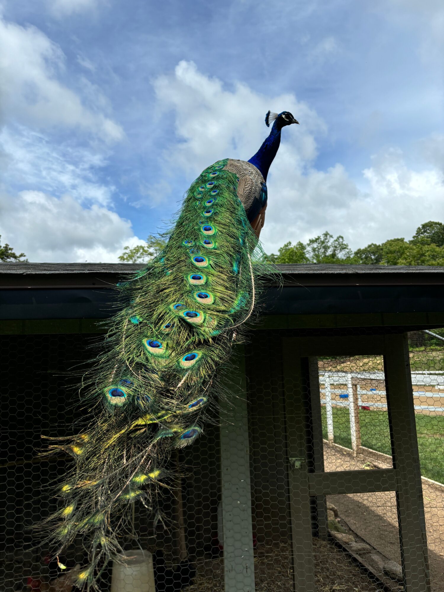 Peacock with vibrant blue and green feathers, perched on a structure outdoors, with a cloudy sky in the background.