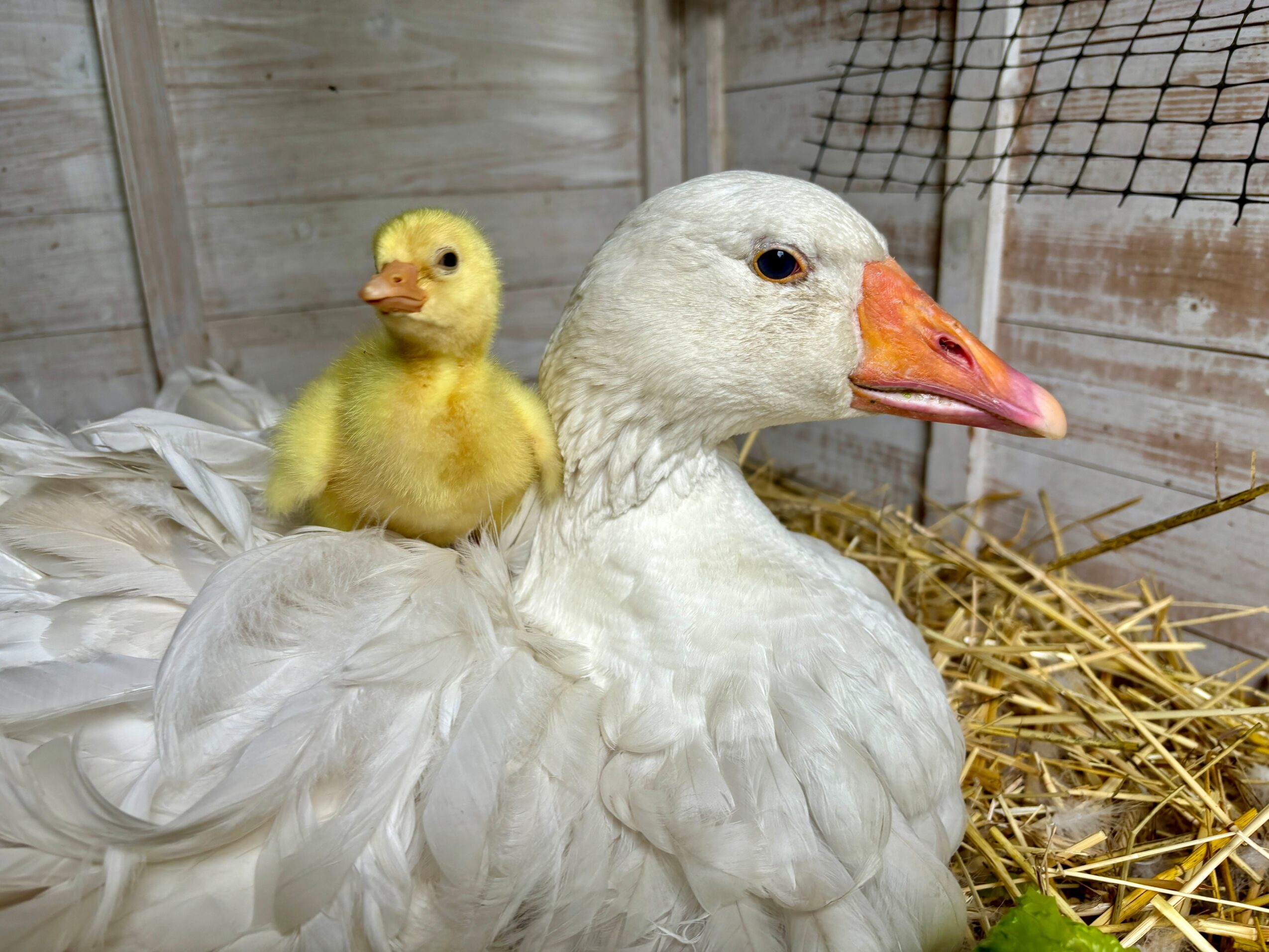 A large white goose with an orange beak and a small yellow duckling on its back, inside a wooden enclosure with straw.
