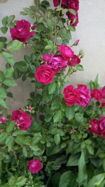 Pink roses blooming on a plant with green leaves against a light background.