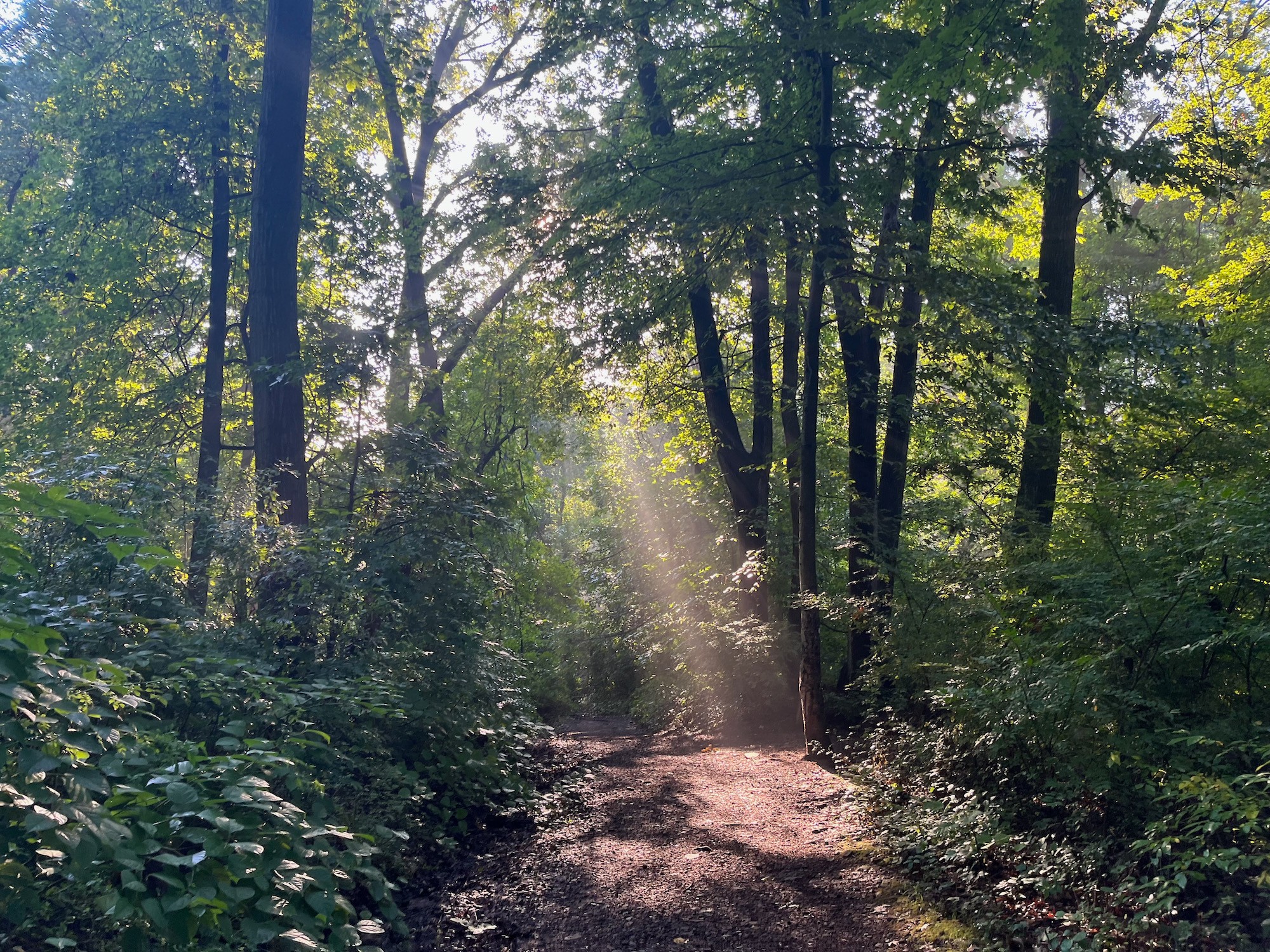 Sunlight filters through trees onto a forest path surrounded by green foliage.