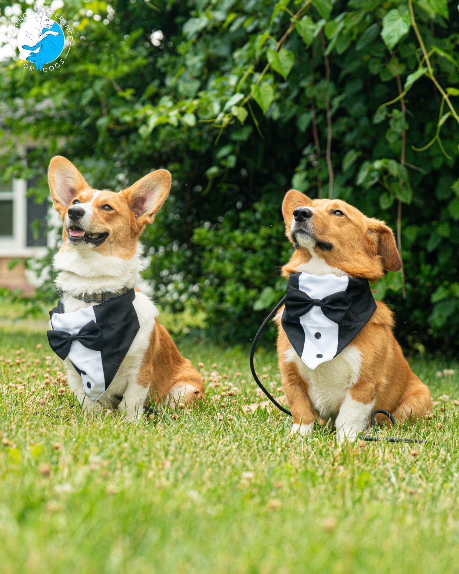 Two dogs dressed in tuxedos sit on grass with green leafy background, one with ears up and the other with ears down.