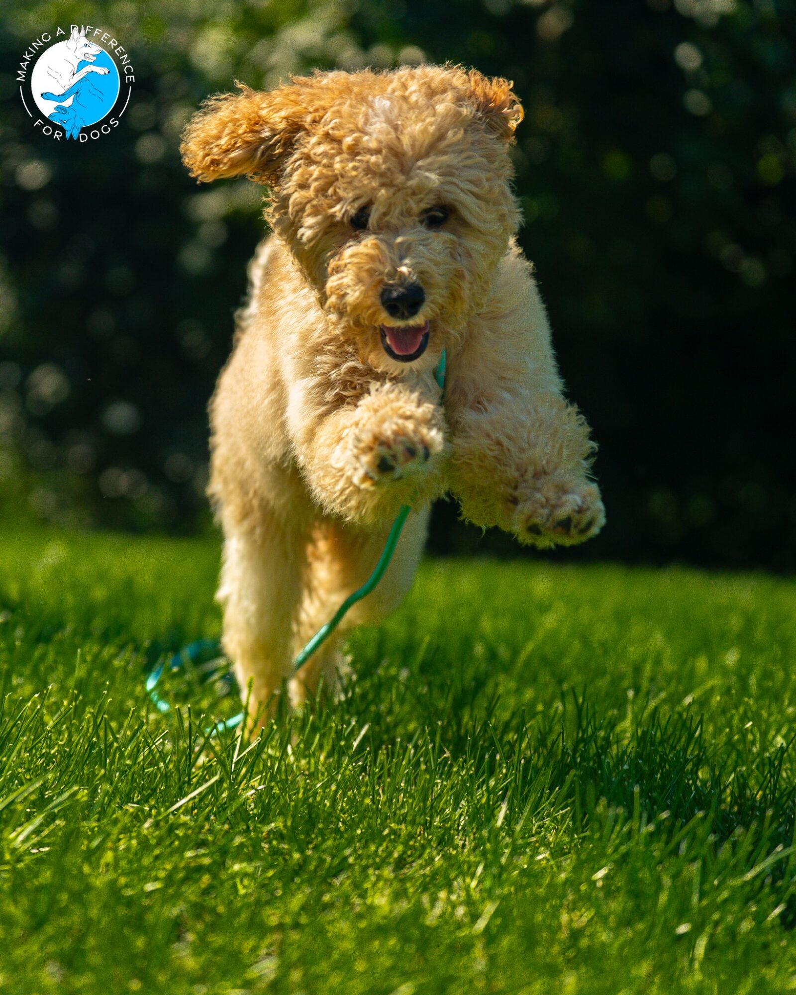A curly-haired dog running on grass with a joyful expression, outdoors with blurred greenery in the background.