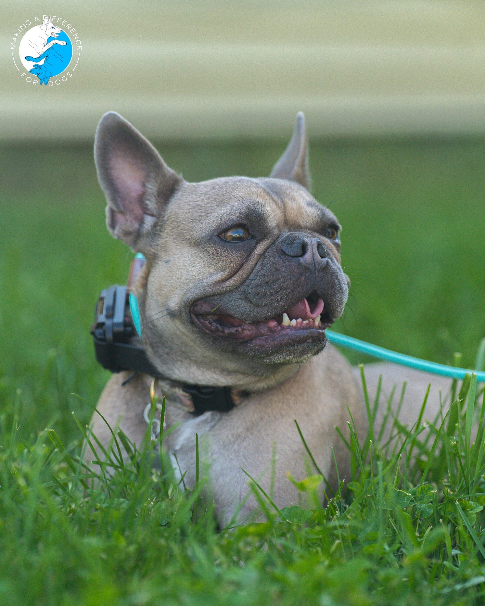 French Bulldog lying on grass with a blue leash, smiling and looking to the side, outdoors in a park or yard.
