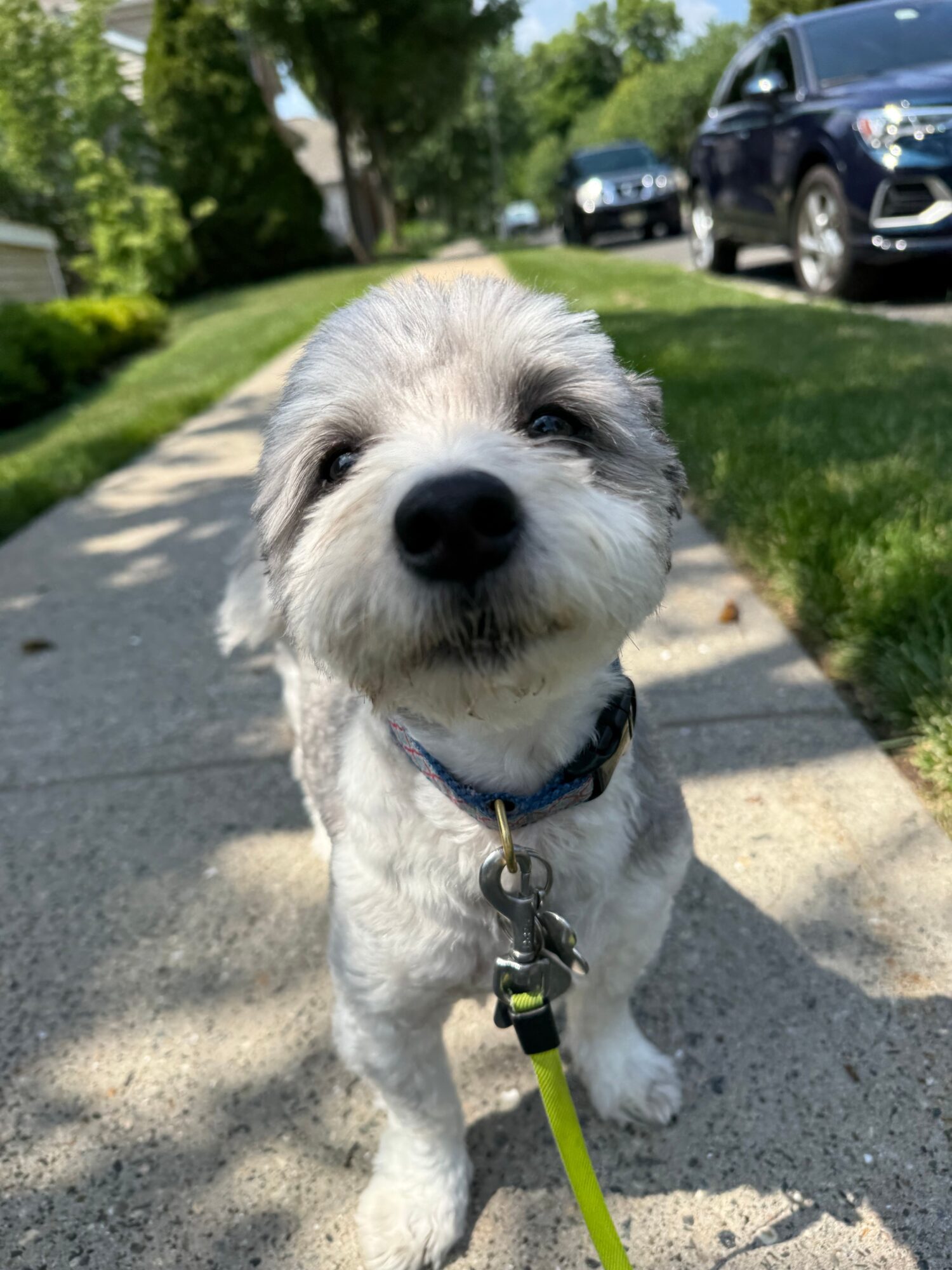 Small dog with light fur and dark eyes sitting on a sidewalk, wearing a harness and leash, with cars and trees in background.