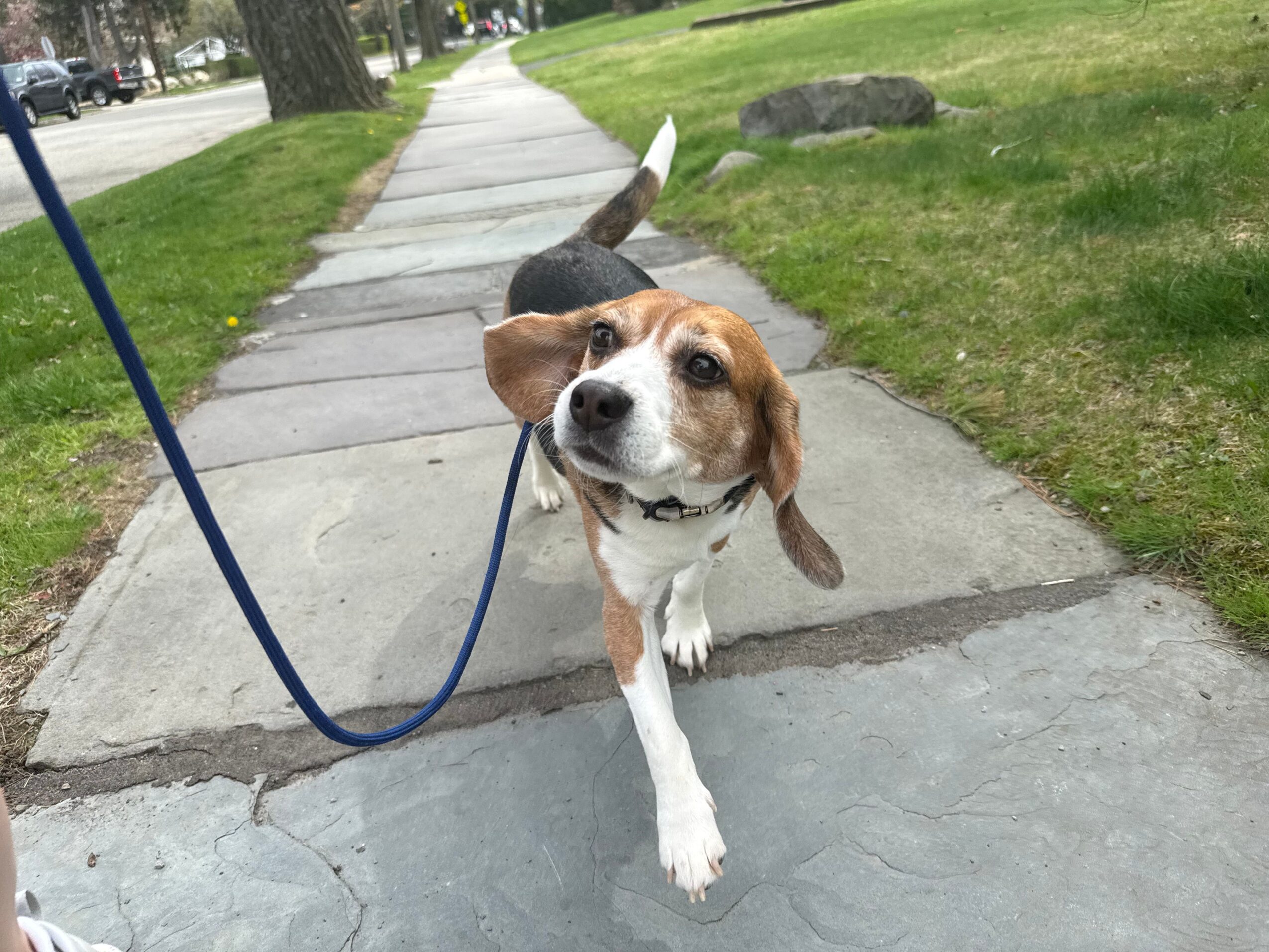 Small dog with a harness on a leash looking up at the camera, standing on a sidewalk with grass nearby.