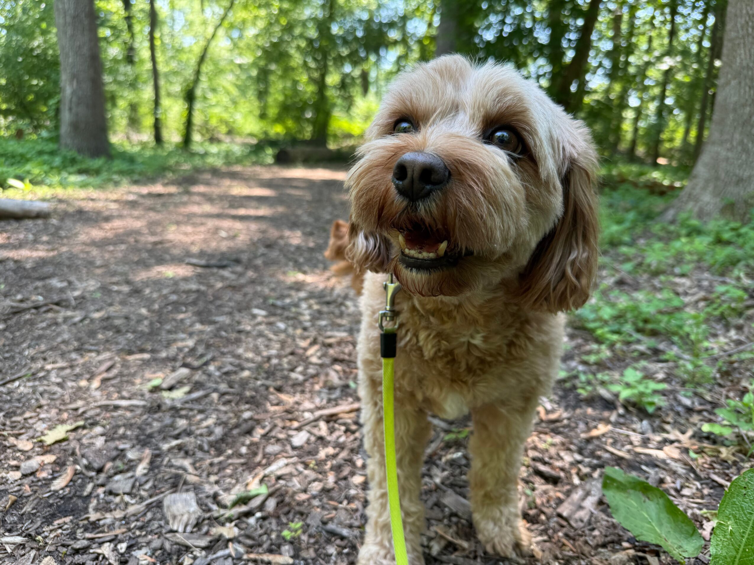 Small dog with brown and white fur looking up, outdoors with green trees and ground in background.