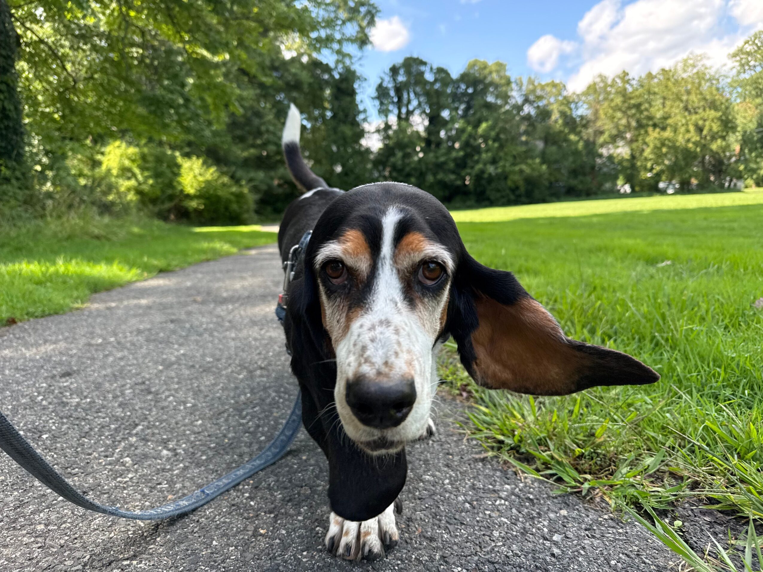 Dog with large ears and black and white fur standing on a path, looking up at the camera, with green grass and trees in the background.