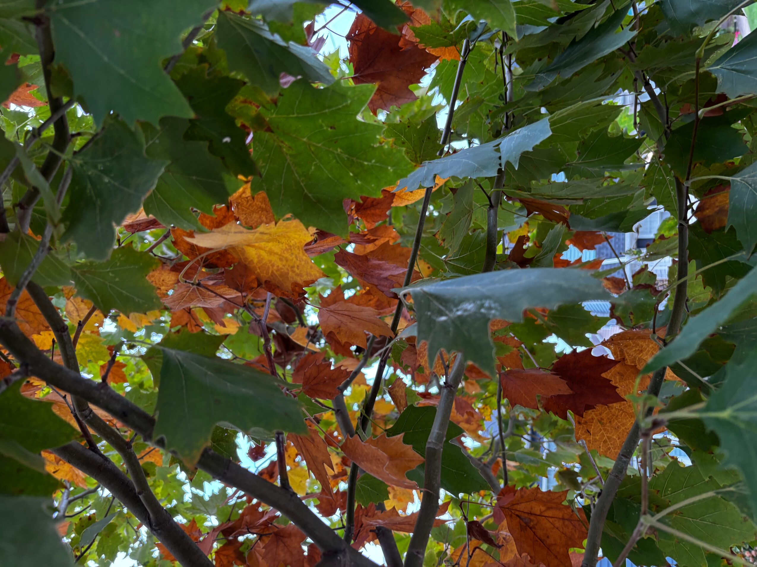 Green and orange autumn leaves on tree branches, with some blue sky visible in the background.