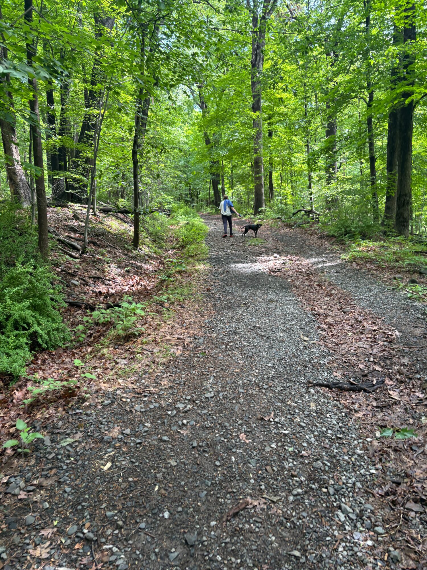 A forest path surrounded by green trees and foliage, with sunlight filtering through the leaves.