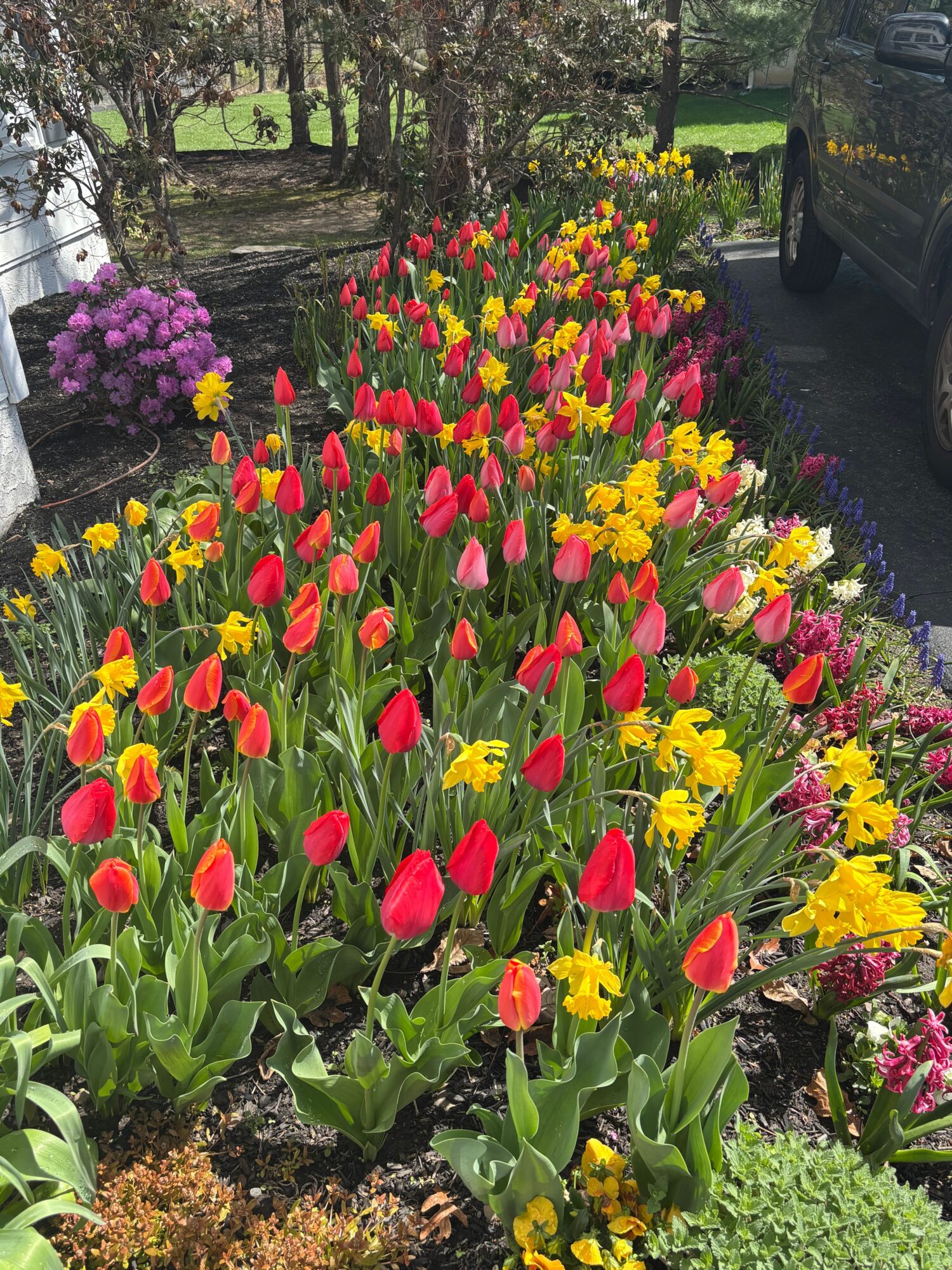 Colorful tulips and other flowers in a garden bed with trees and greenery in the background.