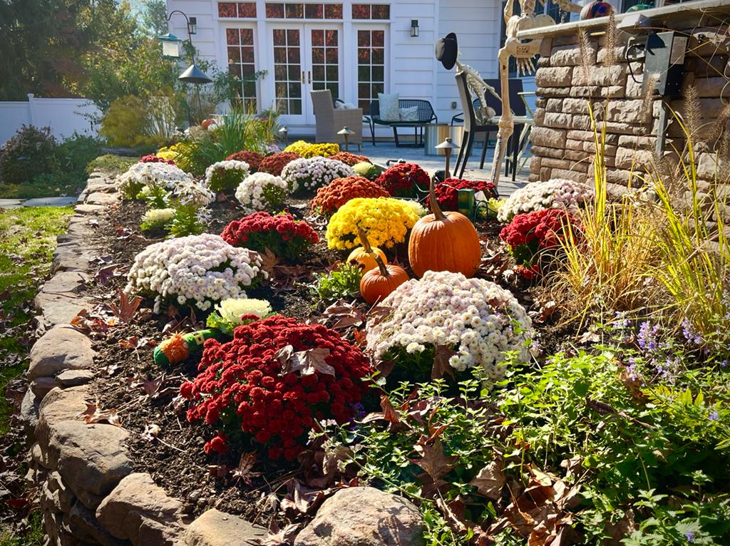Flower bed with white, red, and yellow chrysanthemums, pumpkins, and garden tools in front of a house.