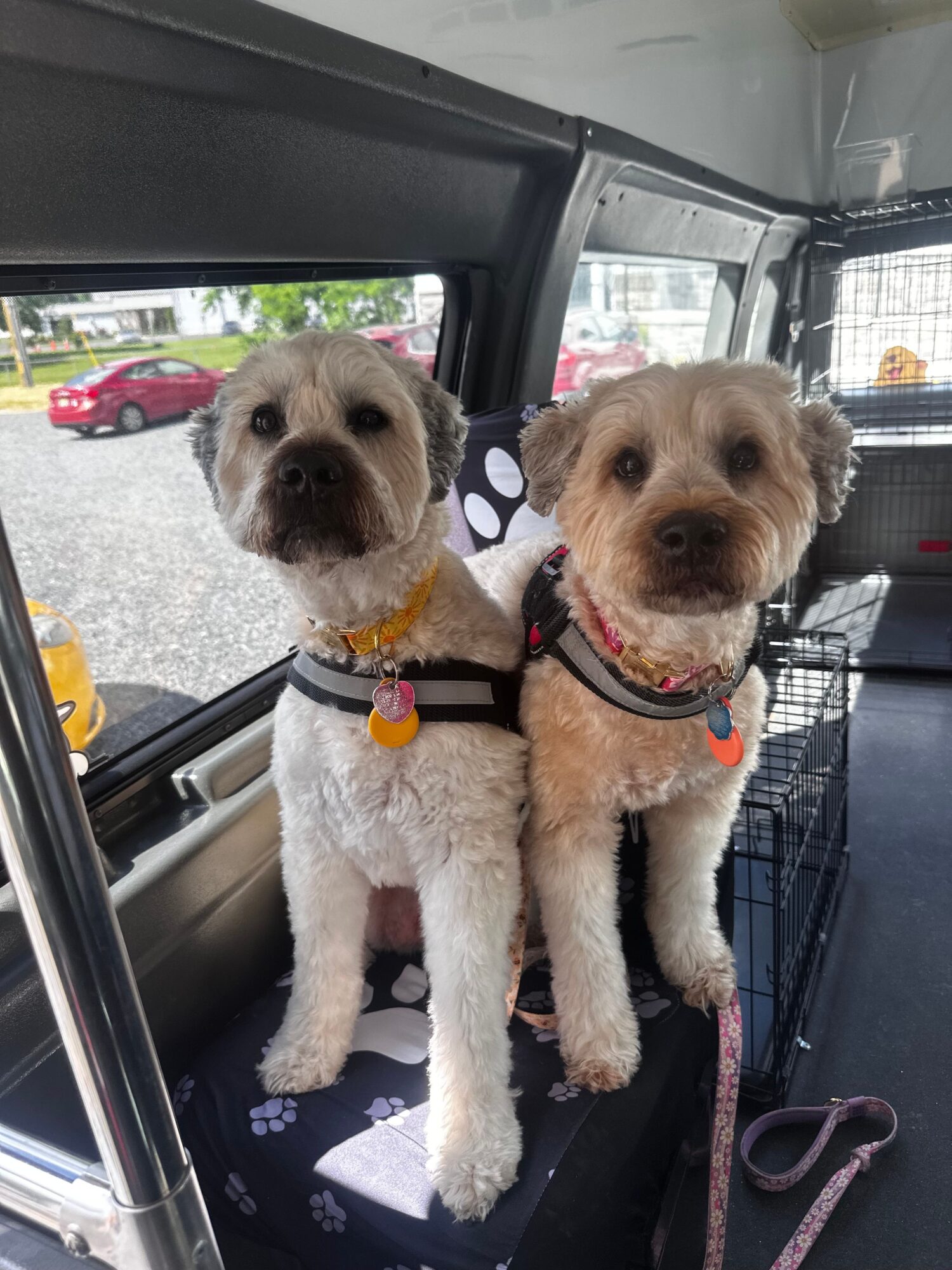 Two dogs sitting on a vehicle's window ledge, looking at the camera, with a parking lot outside.