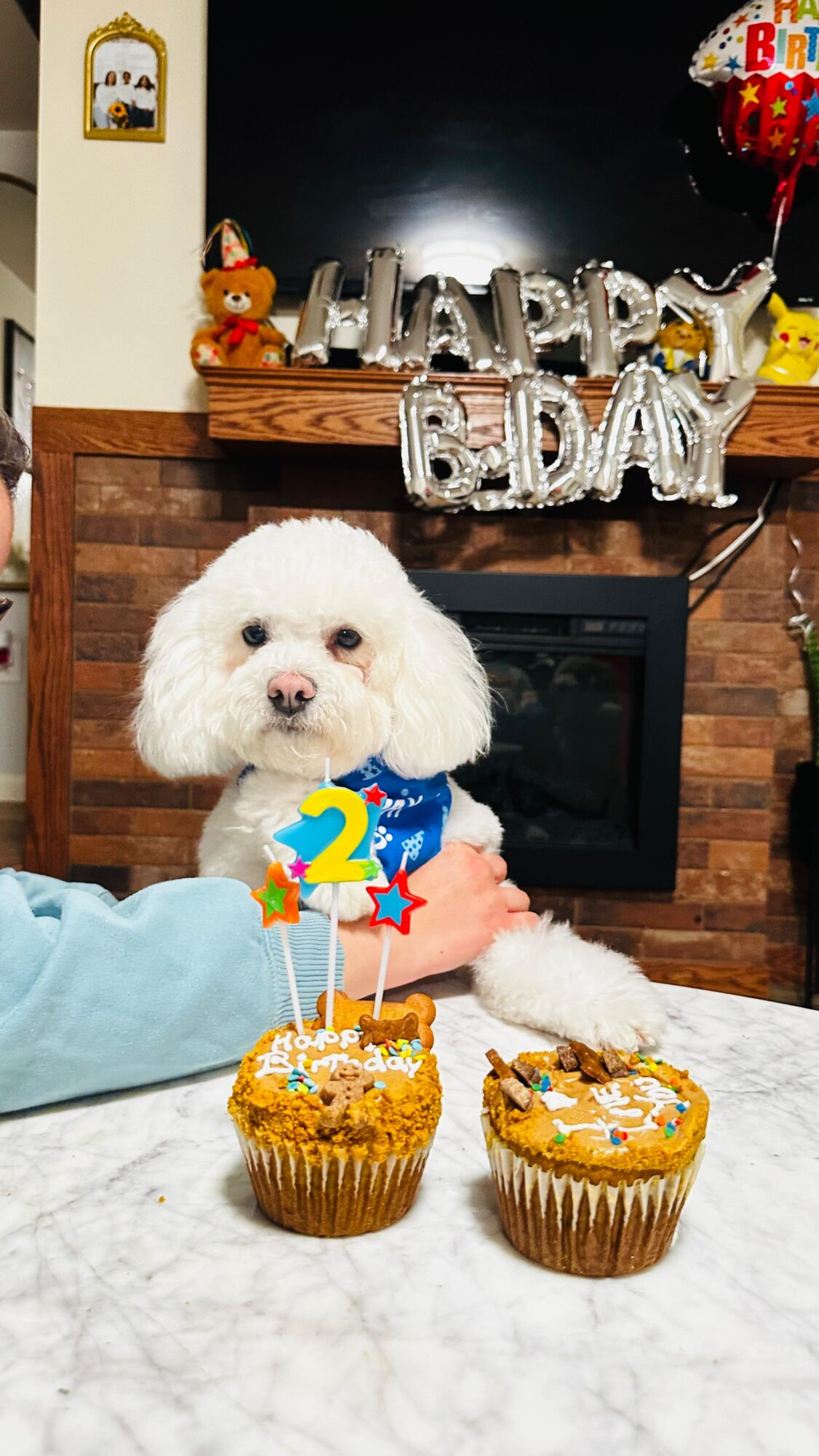 White poodle puppy with a blue birthday hat sitting at a table with two cupcakes, birthday decorations in background.
